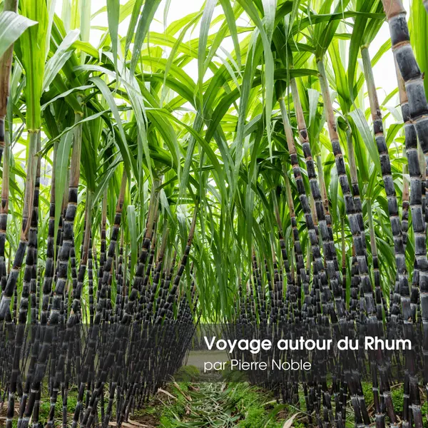 Soirée à Thème Voyage Autour du Rhum Jeudi 29 Janvier 2026 ROUEN
