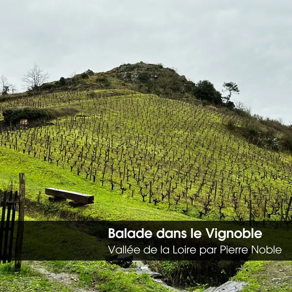 Soirée Balade dans le Vignoble Vallée de la Loire Vendredi 07 Novembre 2025 ROUEN