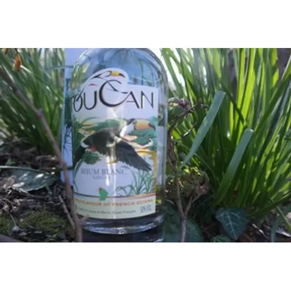 Toucan Blanc